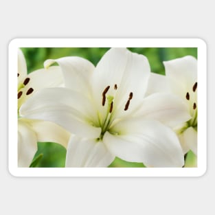 Lilium  &#39;Blizzard&#39;  Asiatic lily  syn. Lilium  Apollo Sticker